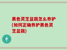 黑色灵芝盆栽怎么养护(如何正确养护黑色灵芝盆栽)