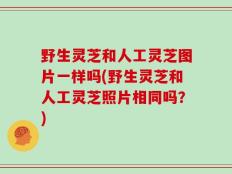 野生灵芝和人工灵芝图片一样吗(野生灵芝和人工灵芝照片相同吗？)