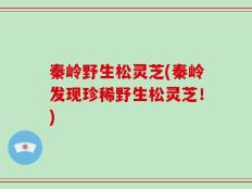 秦岭野生松灵芝(秦岭发现珍稀野生松灵芝！)