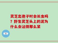 灵芝出孢子时会长虫吗？野生灵芝头上的泥为什么会沾得那么紧