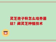 灵芝孢子粉怎么培养菌丝？藏灵芝种植技术