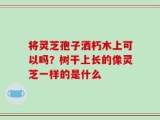 将灵芝孢子洒朽木上可以吗？树干上长的像灵芝一样的是什么