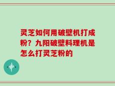 灵芝如何用破壁机打成粉？九阳破壁料理机是怎么打灵芝粉的