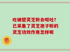 吃破壁灵芝粉会呕吐？已采集了灵芝孢子粉的灵芝功效作用怎样呢