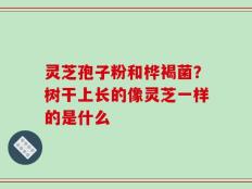 灵芝孢子粉和桦褐菌？树干上长的像灵芝一样的是什么