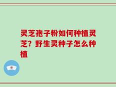灵芝孢子粉如何种植灵芝？野生灵种子怎么种植