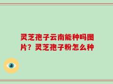 灵芝孢子云南能种吗图片？灵芝孢子粉怎么种