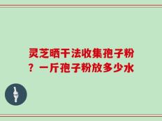 灵芝晒干法收集孢子粉？一斤孢子粉放多少水