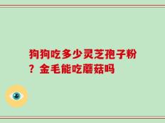 狗狗吃多少灵芝孢子粉？金毛能吃蘑菇吗