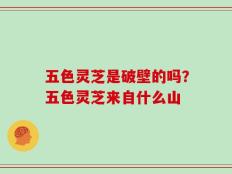五色灵芝是破壁的吗？五色灵芝来自什么山