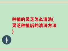 种植的灵芝怎么清洗(灵芝种植后的清洗方法)
