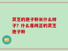 灵芝的孢子粉长什么样子？什么是纯正的灵芝孢子粉