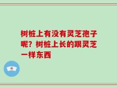 树桩上有没有灵芝孢子呢？树桩上长的跟灵芝一样东西