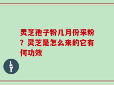 灵芝孢子粉几月份采粉？灵芝是怎么来的它有何功效