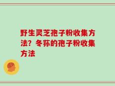 野生灵芝孢子粉收集方法？冬荪的孢子粉收集方法