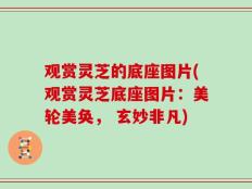 观赏灵芝的底座图片(观赏灵芝底座图片：美轮美奂， 玄妙非凡)