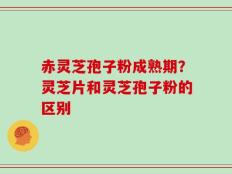 赤灵芝孢子粉成熟期？灵芝片和灵芝孢子粉的区别
