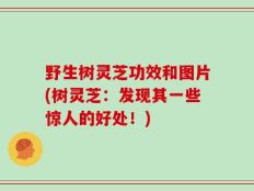 野生树灵芝功效和图片(树灵芝：发现其一些惊人的好处！)