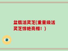 盆载活灵芝(重量级活灵芝惊艳亮相！)