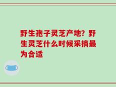 野生孢子灵芝产地？野生灵芝什么时候采摘最为合适