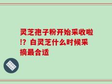 灵芝孢子粉开始采收啦!？白灵芝什么时候采摘最合适