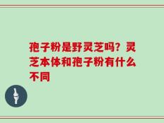孢子粉是野灵芝吗？灵芝本体和孢子粉有什么不同