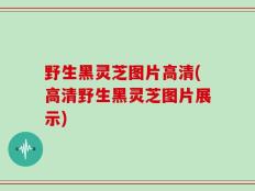 野生黑灵芝图片高清(高清野生黑灵芝图片展示)