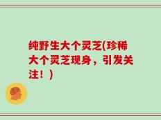 纯野生大个灵芝(珍稀大个灵芝现身，引发关注！)