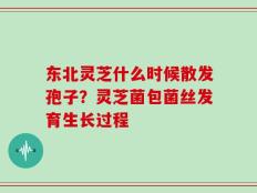 东北灵芝什么时候散发孢子？灵芝菌包菌丝发育生长过程