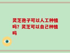 灵芝孢子可以人工种植吗？灵芝可以自己种植吗