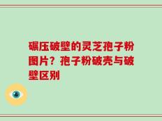 碾压破壁的灵芝孢子粉图片？孢子粉破壳与破壁区别