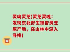 灵魂灵芝(灵芝灵魂：发现东北野生银杏灵芝原产地，在山林中深入寻找)