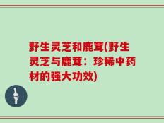 野生灵芝和鹿茸(野生灵芝与鹿茸：珍稀中药材的强大功效)