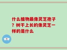 什么植物最像灵芝孢子？树干上长的像灵芝一样的是什么