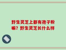 野生灵芝上都有孢子粉嘛？野生灵芝长什么样