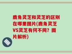 鹿角灵芝和灵芝的区别在哪里图片(鹿角灵芝VS灵芝有何不同？图片解析)