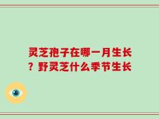 灵芝孢子在哪一月生长？野灵芝什么季节生长