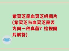 紫灵芝是血灵芝吗图片(紫灵芝与血灵芝是否为同一种真菌？检视图片解答)