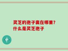 灵芝的孢子囊在哪里？什么是灵芝孢子