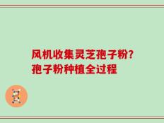 风机收集灵芝孢子粉？孢子粉种植全过程