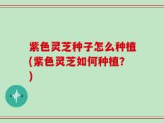 紫色灵芝种子怎么种植(紫色灵芝如何种植？)