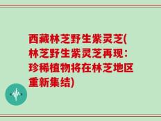 西藏林芝野生紫灵芝(林芝野生紫灵芝再现：珍稀植物将在林芝地区重新集结)