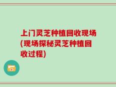 上门灵芝种植回收现场(现场探秘灵芝种植回收过程)