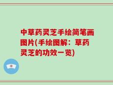 中草药灵芝手绘简笔画图片(手绘图解：草药灵芝的功效一览)