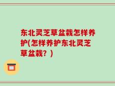 东北灵芝草盆栽怎样养护(怎样养护东北灵芝草盆栽？)