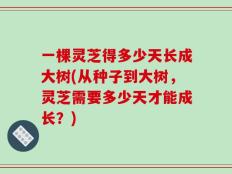 一棵灵芝得多少天长成大树(从种子到大树，灵芝需要多少天才能成长？)
