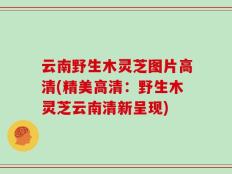 云南野生木灵芝图片高清(精美高清：野生木灵芝云南清新呈现)
