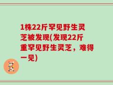 1株22斤罕见野生灵芝被发现(发现22斤重罕见野生灵芝，难得一见)