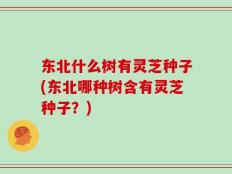 东北什么树有灵芝种子(东北哪种树含有灵芝种子？)