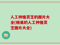 人工种植灵芝的图片大全(精美的人工种植灵芝图片大全)